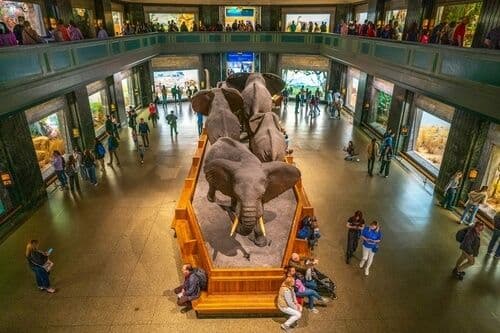 L'Americain Museum of Natural History, New York