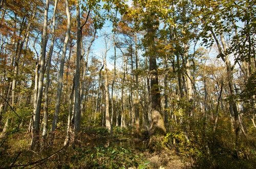 Bluebonnet Swamp Nature Center