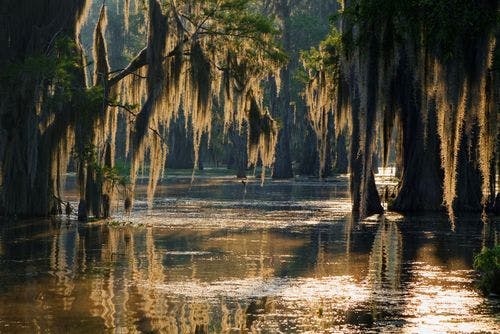 La mousse espagnole dans le Bayou de Louisiane