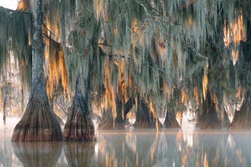 Cyprès chauves, Louisiane