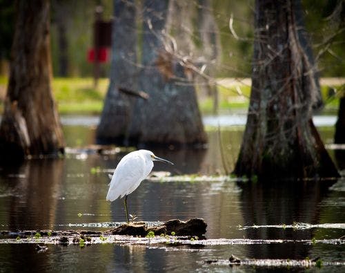 Aigrette neigeuse perchée sur  bout de cyprès dans le Sam Houston Jones State Park