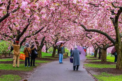 Le New York Botanical Garden