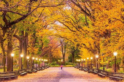 Balade dans les couleurs d'automnes à Central Park