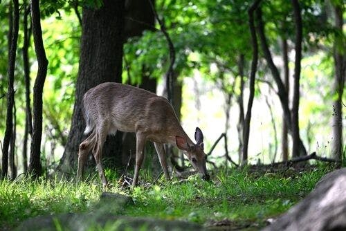 Cerf dans le parc Pelham Bay