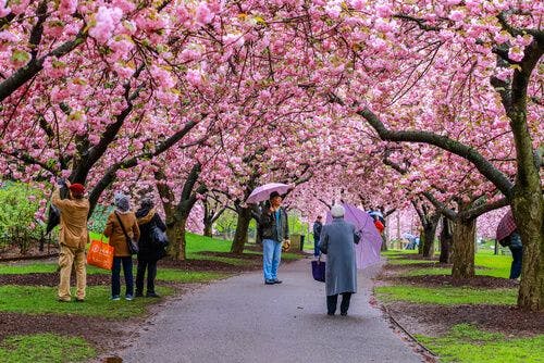 jardins-botaniques-brooklyn.jpg