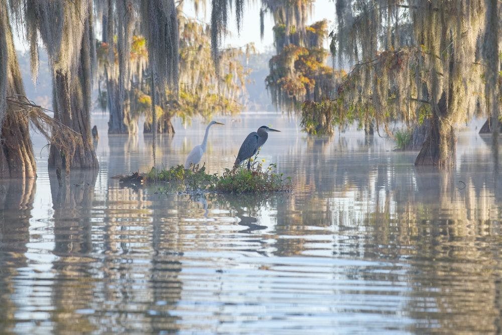 Les bayous de Louisiane et ses habitants