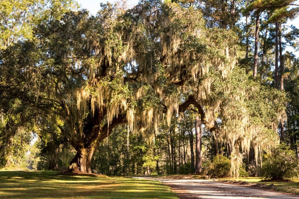 Les cyprès chauves de Louisiane