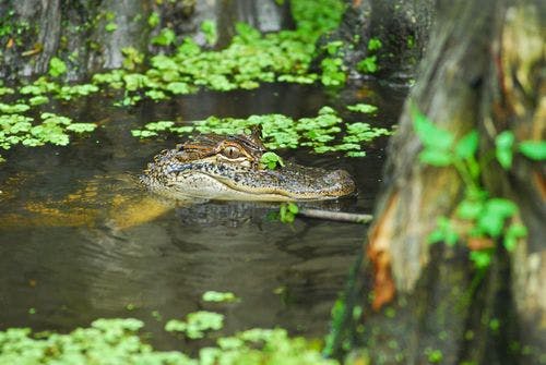 Petit alligator dans un marais de Louisiane