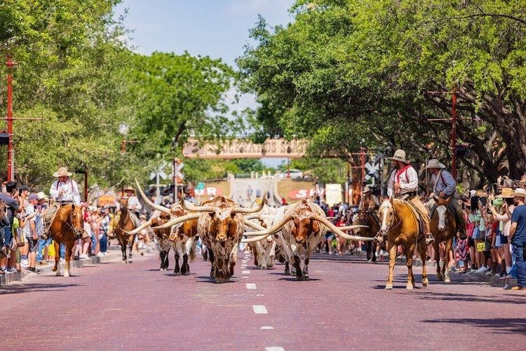 Les Long Horns de Forth Worth au Texas