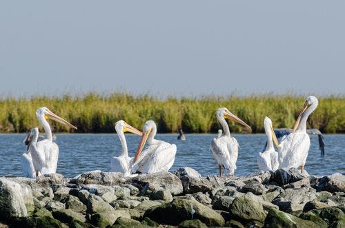 Pélicans dans la baie de Barataria