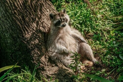 Raton laveur allongé sur un arbre dans le sud de la Louisiane