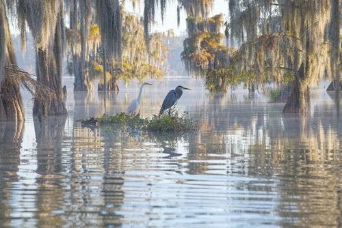 Image de La Louisiane à l'état sauvage